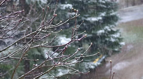Buds on a tree in spring Stock Footage 48733157