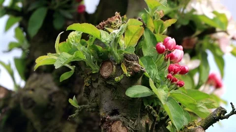 Buds on tree in spring, springtime Stock Footage 246294562