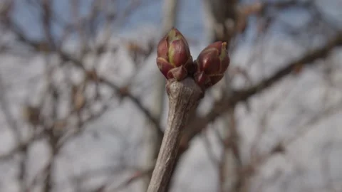 Buds on a tree at the spring time Stock Footage 237234408