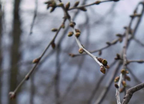 Buds on a tree at the spring time. life begins Stock Photos