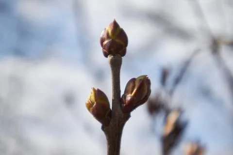 Buds on a tree at the spring time Stock Photos