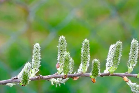 Buds of a tree in springtime Stock Photos