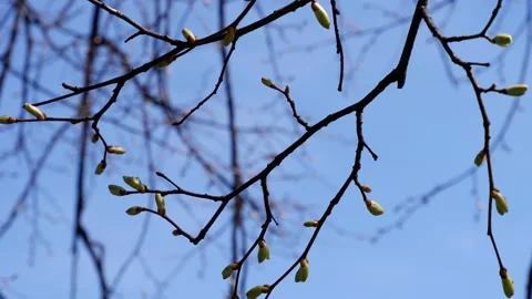 The buds on the tree stir in the wind. Against the background of the blue sky. Stock Footage 154458621