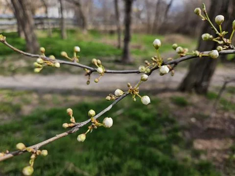 Buds on a tree a sunny spring day Stock Photos