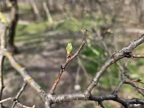 Buds on a tree a sunny spring day Stock Photos