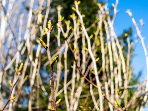 Buds on tree twigs close-up in forest in spring Foto stock