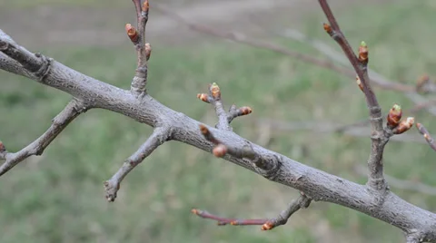 Buds on trees Stock Footage 36696382