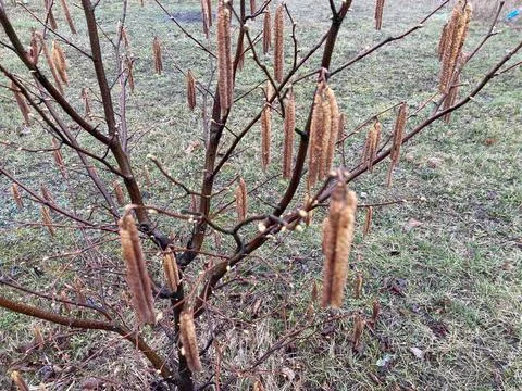 Buds on trees grew in spring Fotos de archivo