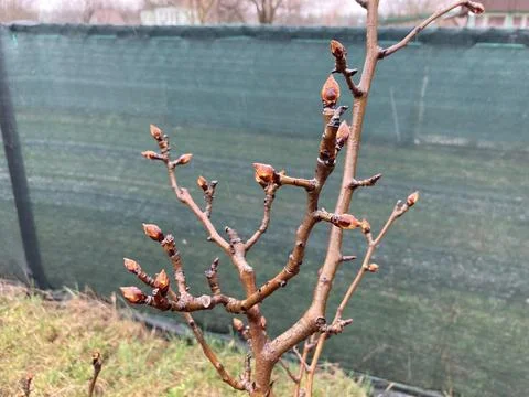Buds on trees grew in spring Fotos de archivo