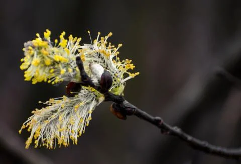 Buds of trees. Stock Photos