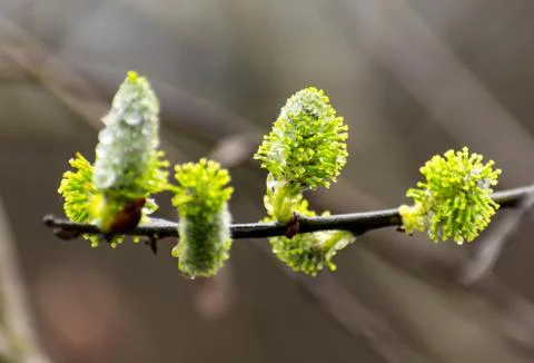 Buds of trees. Stock Photos