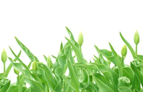 Buds of a tulips Stock Illustration