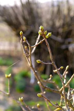 Buds on a twigs Stock Photos