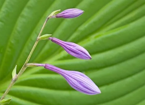 Buds of violet flowers. Stock Photos