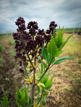 Buds of violet Lilac tree in spring time Stock Photos