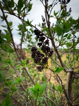 Buds of violet Lilac tree in spring time Stock Photos