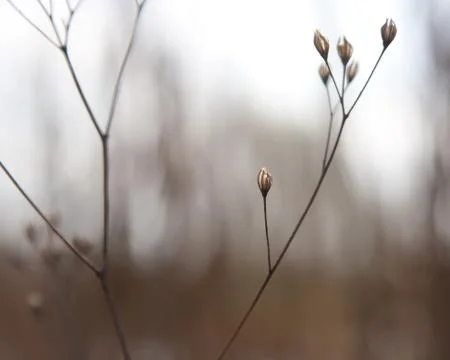 Buds of weed Stock Photos