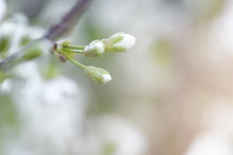 Buds of white cherry blossoms with space for a copy. Stock Photos