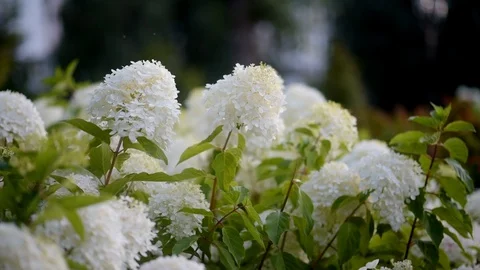 Buds of white flowers with light wind Stock-Footage 113005533