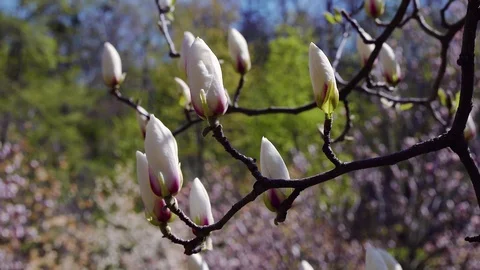 Buds of the white magnolia 動画素材 119538928