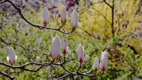 Buds of the white magnolia Vídeos de archivo 119539026