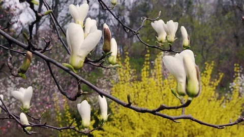 Buds of the white magnolia Stock Footage 122045570