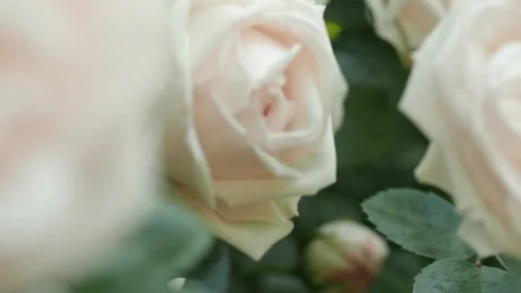 Buds of white pink roses close up. Dolly Shot in Slow Motion along bushes tea Stock Footage 134585309