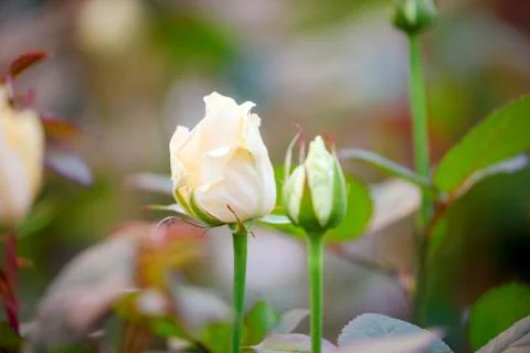 Buds of white rose close up on a bush in the garden Foto stock