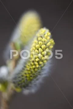 Buds of willow macro Stock Photos