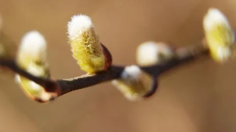 Buds of willow Stock Photos