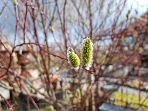Buds of a willow tree in summer closeup Stock Photos