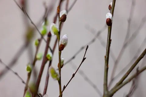 The buds of the willow tree, which bloomed by the beginning of spring. Easter, Stock Photos