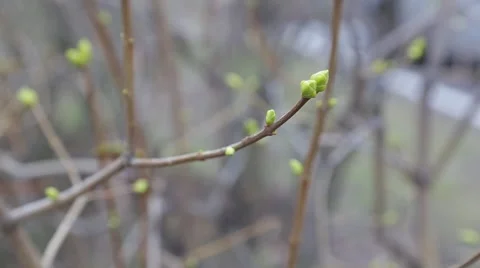 Buds in windy weather Video stock 48062838