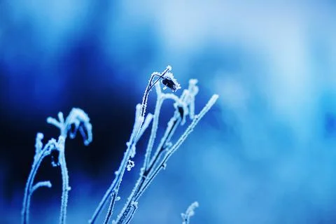 The buds of withered flowers on thin stems are covered with snow and frost on Stock Photos