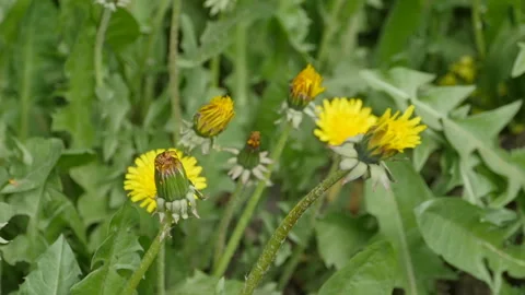 Buds of yellow dandelions Stock Footage 130399551