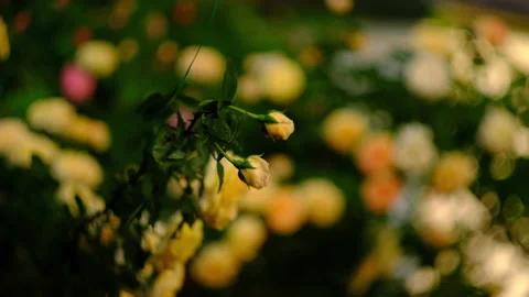 Buds of yellow roses in the evening at the rose garden. Beautiful flowers. Video stock 134282934