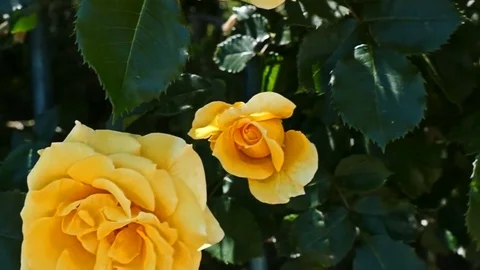 Buds yellow roses Vídeos de archivo 73307134