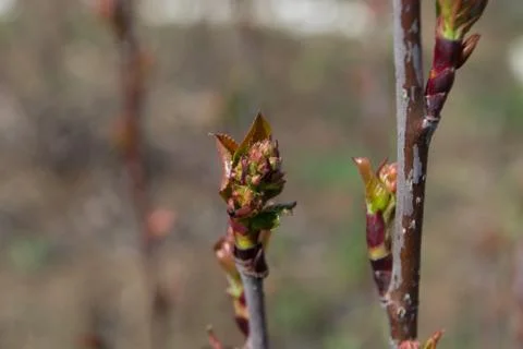 Buds on young twig Stock Photos