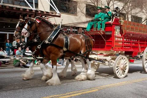 Budweiser clydesdales make appearance in st. patrick's parade Stock Photos