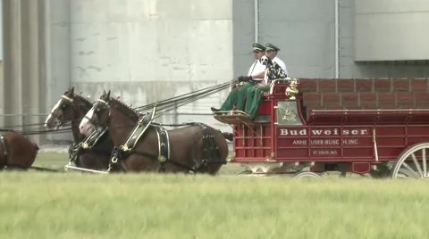 Budweiser Clydesdales Pull Wagon Stock Footage 42575574