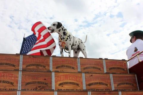 Budweiser Dog Stock Photos
