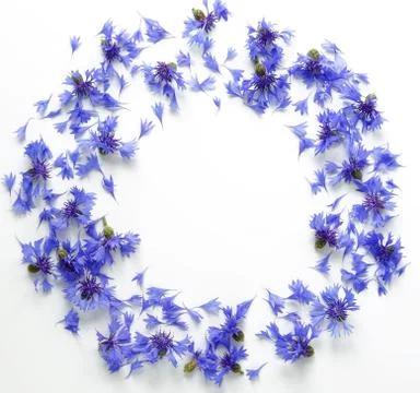 Bue flowers cornflowers frame pattern on white background. top view. copy space Stock Photos