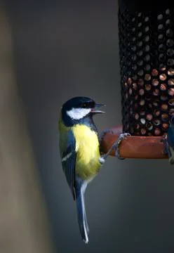 Bue tit on feeder Stock Photos