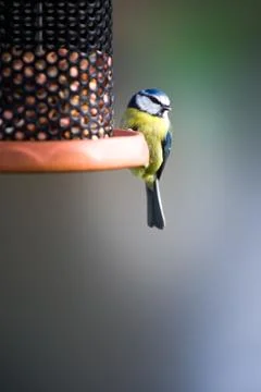 Bue tit on feeder Stock Photos