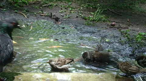 Buenos Aires Bird Bath Stock Footage 518072