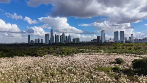Buenos aires cityscape view from reserva ecologica costanera sur Stock-Footage 333926745