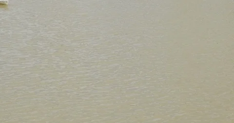 Buenos Aires Rowing Boat Stock Footage 109677862
