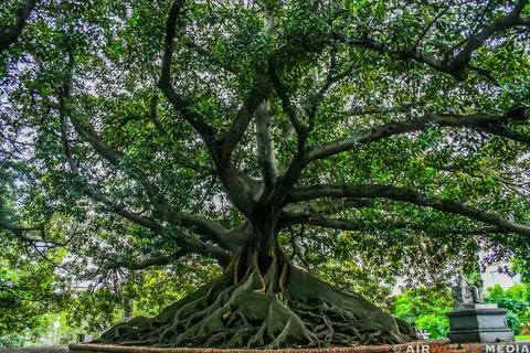 Buenos Aires Tree Stock Photos
