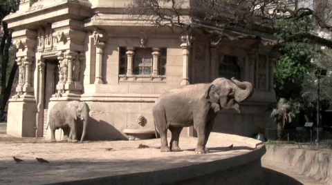 BuenosAiresElephants Stock Footage 643836