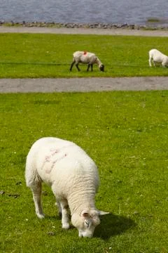 Buesum - dike with sheeps Foto stock